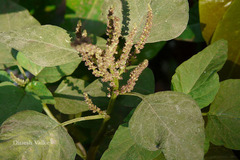 Amaranthus viridis